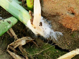 大蔥病害解決方案